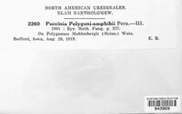 Puccinia polygoni-amphibii image